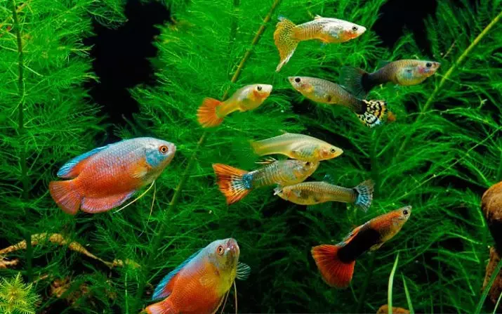 有多少孔雀魚住？ 21照片在水族館的魚生活壽命。如何在家裡用水族館魚延伸它？ 22278_3