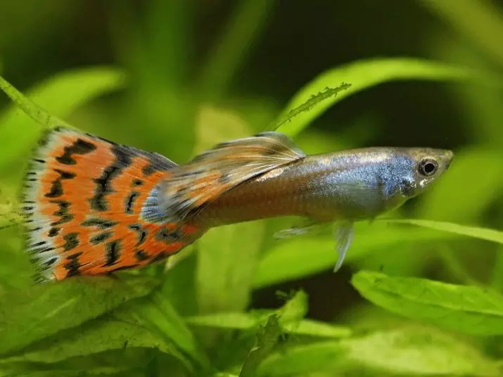 Amoko Guppies (46 photos): umukara igikomangoma black umumonaki, Uburumbaganyi na amoko n'ibindi amafi. Amazina umuhondo n'ibindi amafi thoroughbred 22281_33