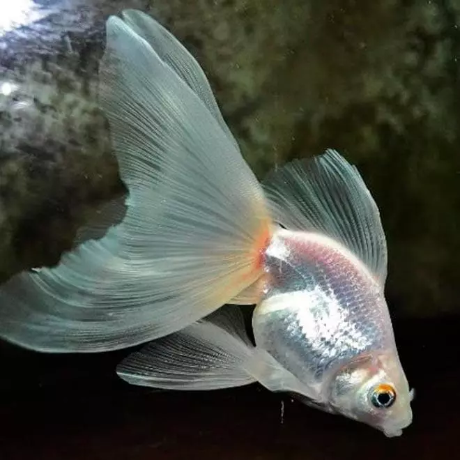 Риба waulelehvost (21 фотографии): Карактеристики и сорти на хидраулични риби на аквариум. Како да се разликува машки од женски? Нега и содржини правила 22282_10