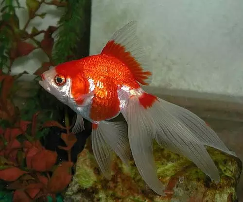 Риба waulelehvost (21 фотографии): Карактеристики и сорти на хидраулични риби на аквариум. Како да се разликува машки од женски? Нега и содржини правила 22282_11