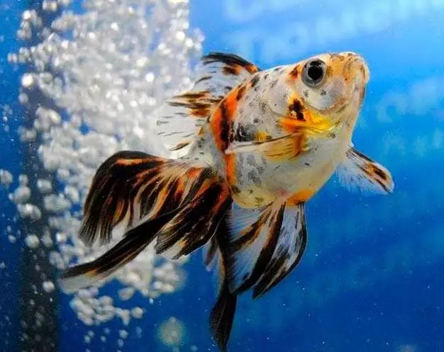 Риба waulelehvost (21 фотографии): Карактеристики и сорти на хидраулични риби на аквариум. Како да се разликува машки од женски? Нега и содржини правила 22282_12