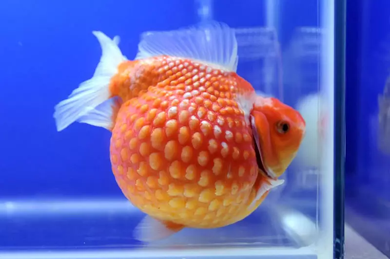 Fish Waulelehvost (21 fotos): características e variedades de peixe hidráulico de aquário. Como distinguir o macho da mulher? Regras de cuidado e conteúdo 22282_13