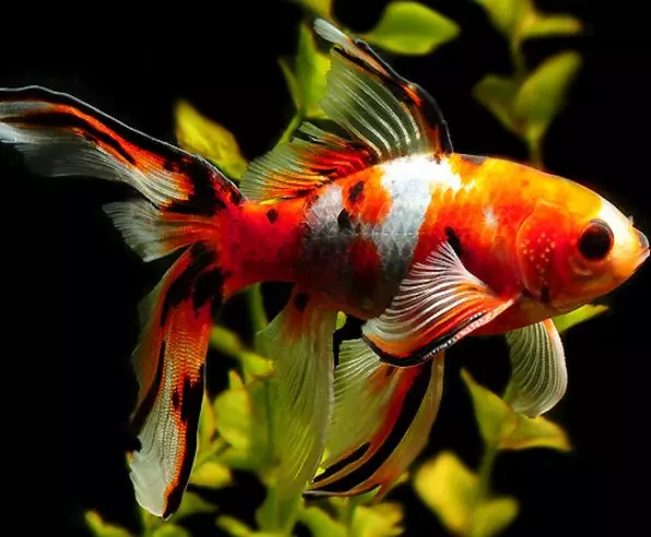Риба waulelehvost (21 фотографии): Карактеристики и сорти на хидраулични риби на аквариум. Како да се разликува машки од женски? Нега и содржини правила 22282_14
