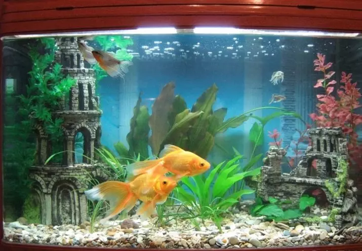 Риба waulelehvost (21 фотографии): Карактеристики и сорти на хидраулични риби на аквариум. Како да се разликува машки од женски? Нега и содржини правила 22282_16