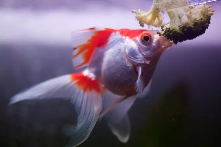 Риба waulelehvost (21 фотографии): Карактеристики и сорти на хидраулични риби на аквариум. Како да се разликува машки од женски? Нега и содржини правила 22282_17