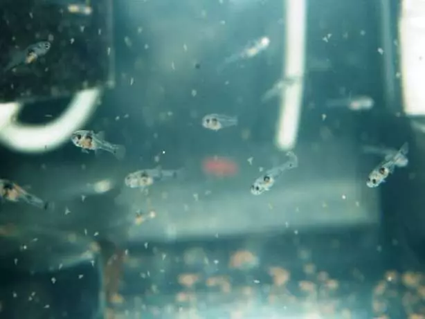 Риба waulelehvost (21 фотографии): Карактеристики и сорти на хидраулични риби на аквариум. Како да се разликува машки од женски? Нега и содржини правила 22282_19