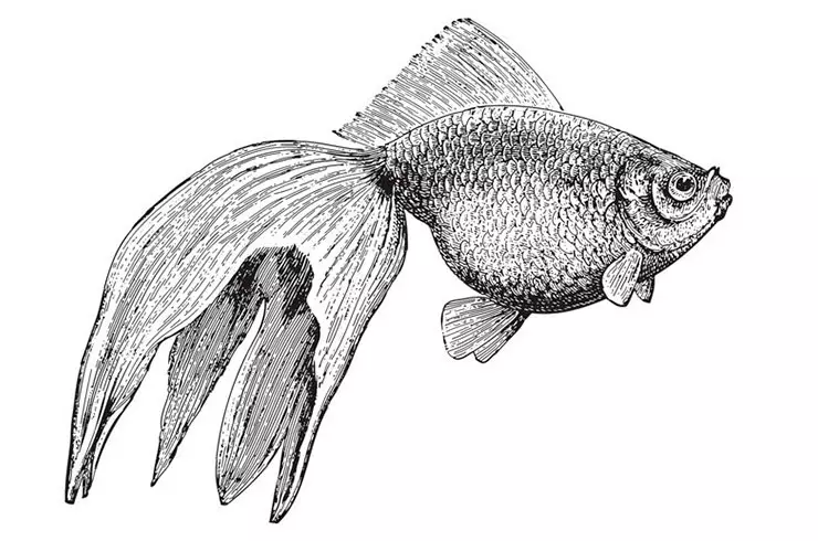 I-Fish Wulelehvost (izithombe ezingama-21): Izici nezinhlobonhlobo zezinhlanzi ze-aquarium hydraulic. Ungahlukanisa kanjani owesilisa nowesifazane? Imithetho Yokunakekela Nekuqukethwe 22282_4