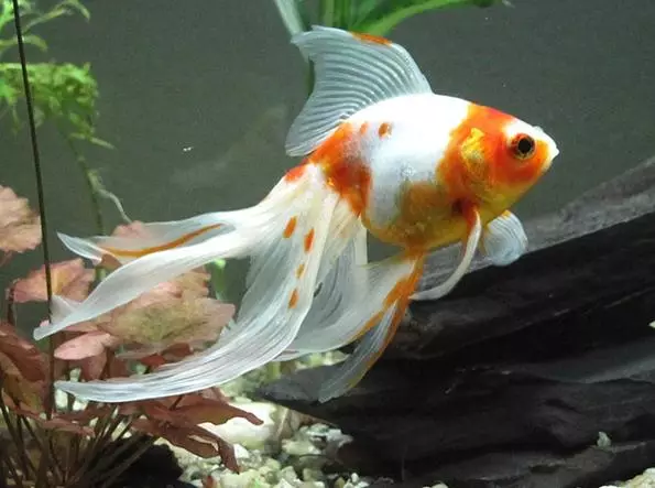 Риба waulelehvost (21 фотографии): Карактеристики и сорти на хидраулични риби на аквариум. Како да се разликува машки од женски? Нега и содржини правила 22282_6