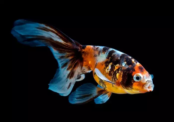 Fish Waulelehvost (21 fotos): características e variedades de peixe hidráulico de aquário. Como distinguir o macho da mulher? Regras de cuidado e conteúdo 22282_7