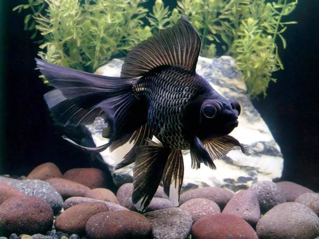 Риба waulelehvost (21 фотографии): Карактеристики и сорти на хидраулични риби на аквариум. Како да се разликува машки од женски? Нега и содржини правила 22282_8