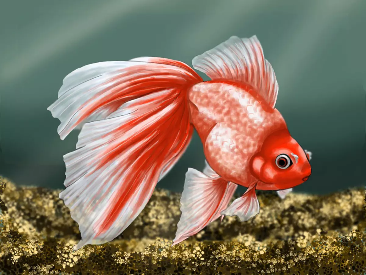 Риба waulelehvost (21 фотографии): Карактеристики и сорти на хидраулични риби на аквариум. Како да се разликува машки од женски? Нега и содржини правила 22282_9