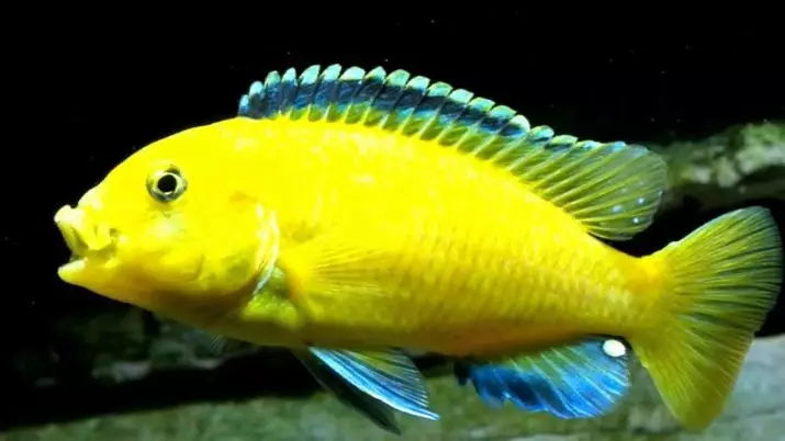 ประเภทของ cichlid (48 รูป): รายละเอียดของปลาแคระและสีเหลืองแคระ, ลอมบาร์โดและออรันซัส, เสือดาวและมิบุน, บุช Aulokar และพันธุ์อื่น ๆ 22284_23