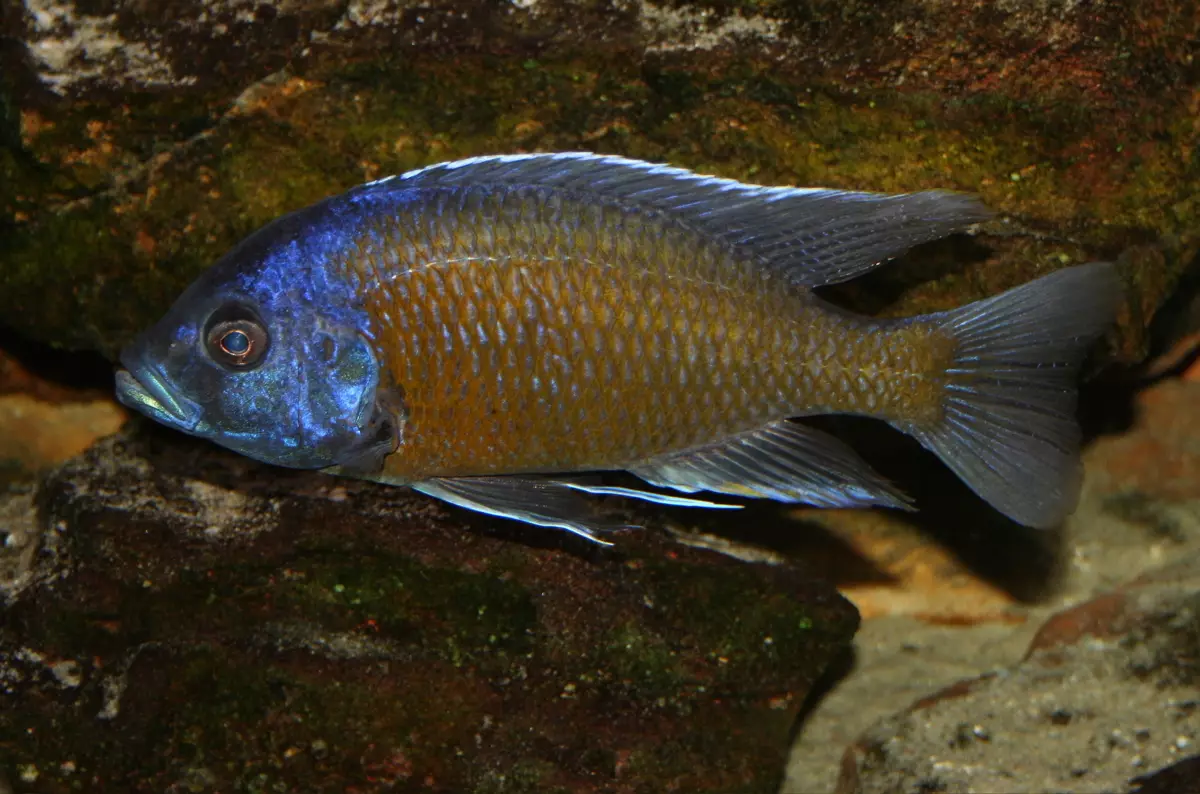 ประเภทของ cichlid (48 รูป): รายละเอียดของปลาแคระและสีเหลืองแคระ, ลอมบาร์โดและออรันซัส, เสือดาวและมิบุน, บุช Aulokar และพันธุ์อื่น ๆ 22284_4