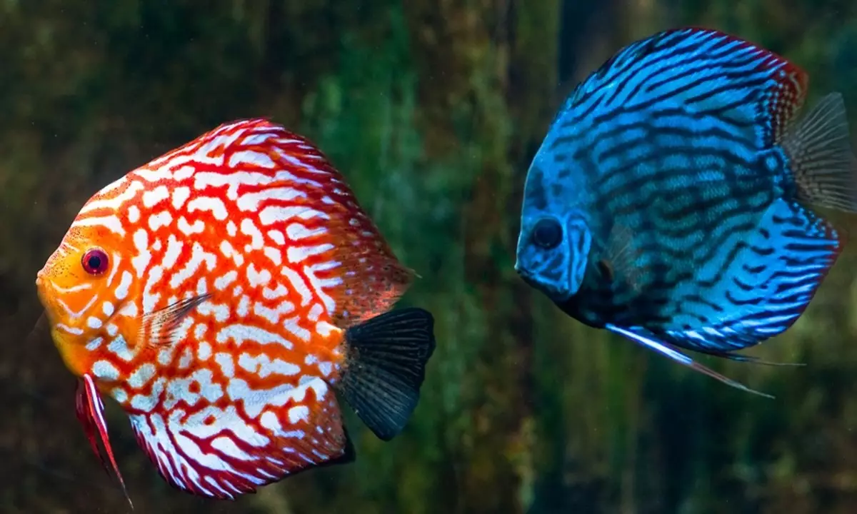 Nîqaş bikin (49 wêne): naveroka masî di aquarium û ji wan re lênihêrîn, lihevhatî bi masîyên aquarium ên din re, li malê, dilpak li malê nîqaş bikin 22285_3