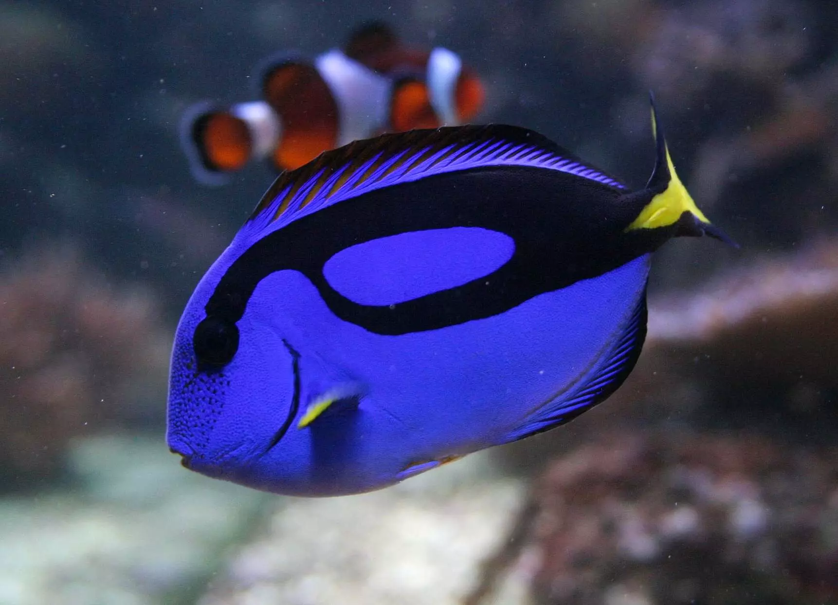 Fish Mandarin (16 bilder): Beskrivelse av akvariumfisk, funksjoner i innholdet i akvariet 22287_10