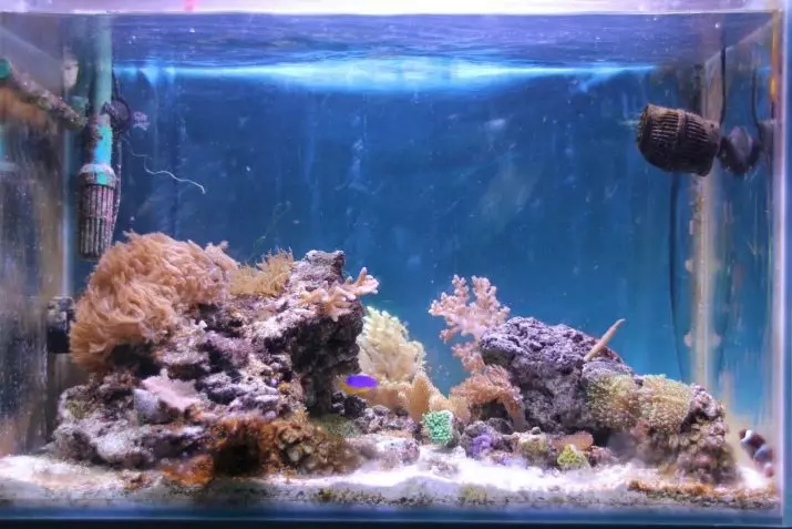Мандаринии моҳӣ (16 акс): тавсифи моҳии акварониум, хусусиятҳои мундариҷаи он дар аквариум 22287_11