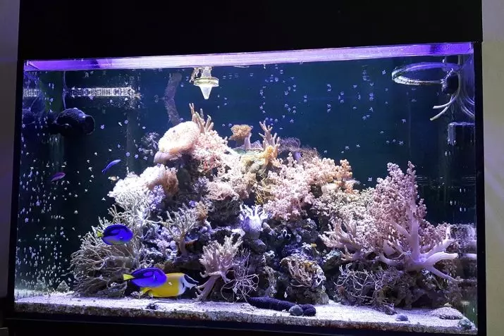 Kala mandariin (16 fotot): Akvaariumi kala kirjeldus, selle sisu omadused akvaariumis 22287_12