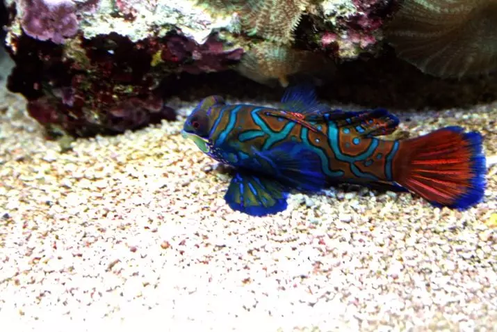 Ribe Mandarin (16 fotografij): Opis akvarijskih rib, ima po svoji vsebini v akvariju 22287_15