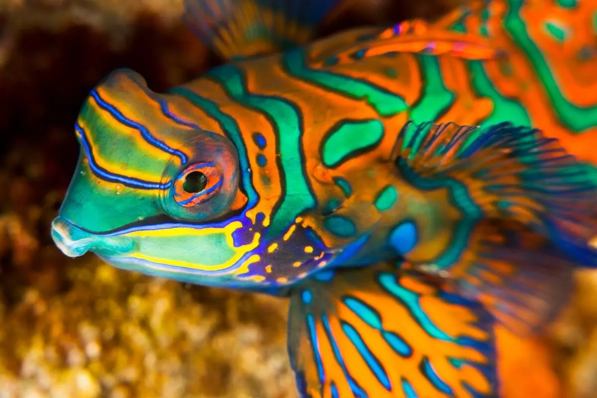 Fish Mandarin (16 billeder): Beskrivelse af akvariumfisk, funktioner i indholdet i akvariet 22287_3