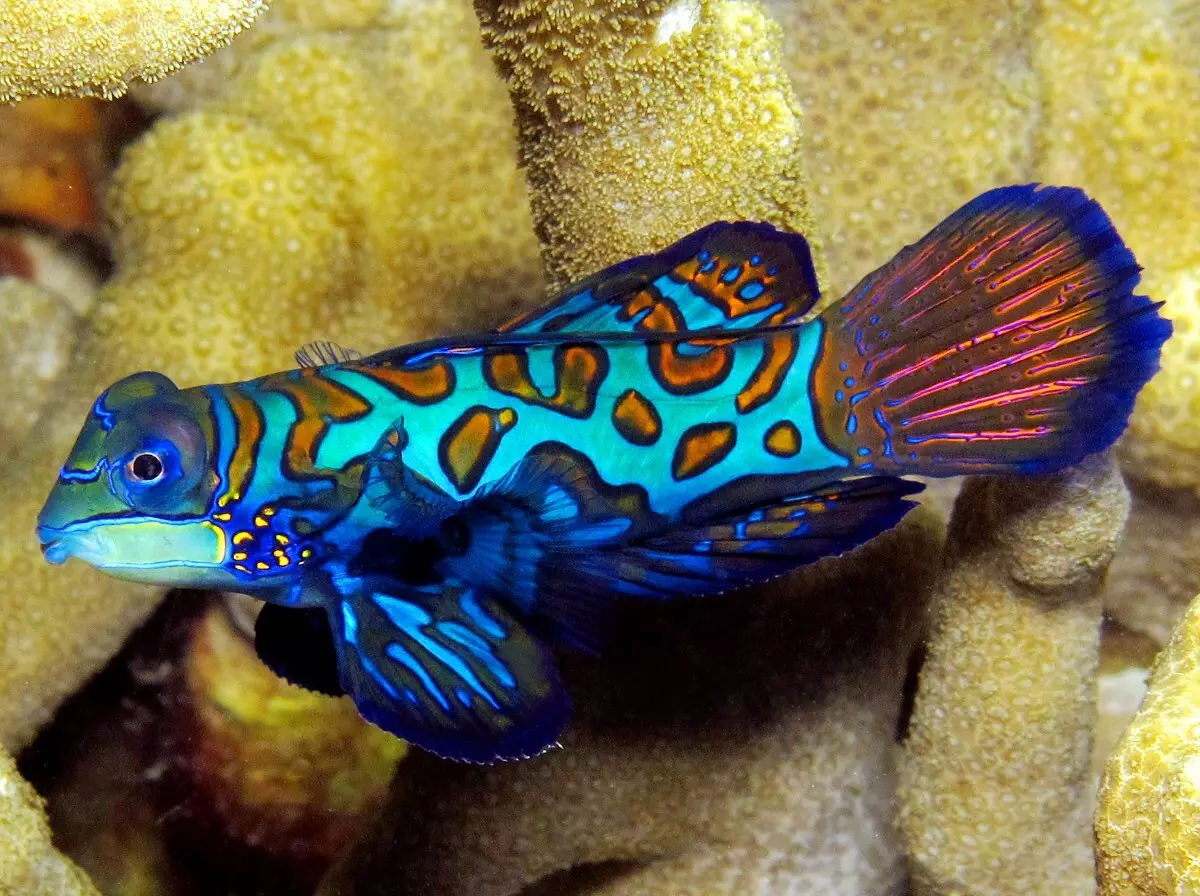 Fish Mandarin (16 billeder): Beskrivelse af akvariumfisk, funktioner i indholdet i akvariet 22287_4