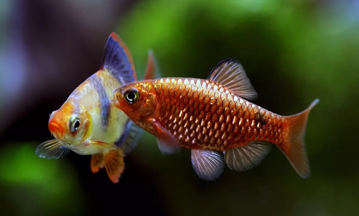 Fish Mandarin (linepe tse 16): Tlhaloso ea tlhapi ea aquaruum, likarolo tsa lingoloa tsa eona ka aquarium 22287_9