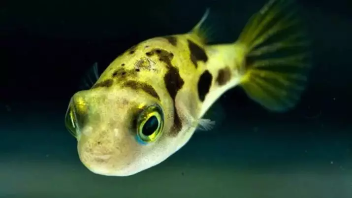Зэрлэг аквариум загас (27 зураг): Aquarium-ийн загасны махчин амьтдын махчин амьтдын тодорхойлолт. Тэднийг хэрхэн өсгөх, юу хооллох вэ? 22290_16
