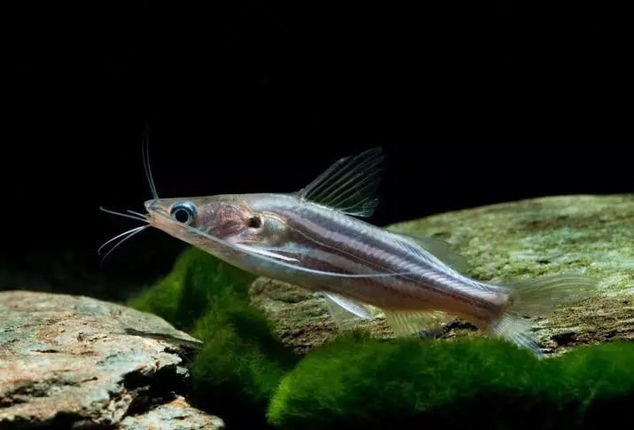 Зэрлэг аквариум загас (27 зураг): Aquarium-ийн загасны махчин амьтдын махчин амьтдын тодорхойлолт. Тэднийг хэрхэн өсгөх, юу хооллох вэ? 22290_19