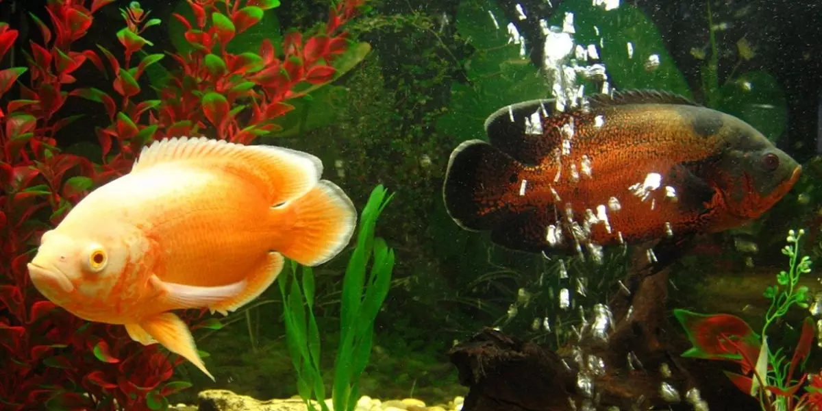 Зэрлэг аквариум загас (27 зураг): Aquarium-ийн загасны махчин амьтдын махчин амьтдын тодорхойлолт. Тэднийг хэрхэн өсгөх, юу хооллох вэ? 22290_2