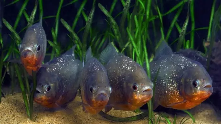 Зэрлэг аквариум загас (27 зураг): Aquarium-ийн загасны махчин амьтдын махчин амьтдын тодорхойлолт. Тэднийг хэрхэн өсгөх, юу хооллох вэ? 22290_21