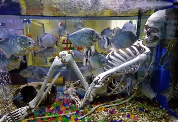 Зэрлэг аквариум загас (27 зураг): Aquarium-ийн загасны махчин амьтдын махчин амьтдын тодорхойлолт. Тэднийг хэрхэн өсгөх, юу хооллох вэ? 22290_22