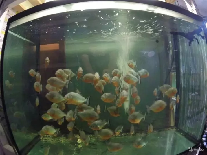 Зэрлэг аквариум загас (27 зураг): Aquarium-ийн загасны махчин амьтдын махчин амьтдын тодорхойлолт. Тэднийг хэрхэн өсгөх, юу хооллох вэ? 22290_23