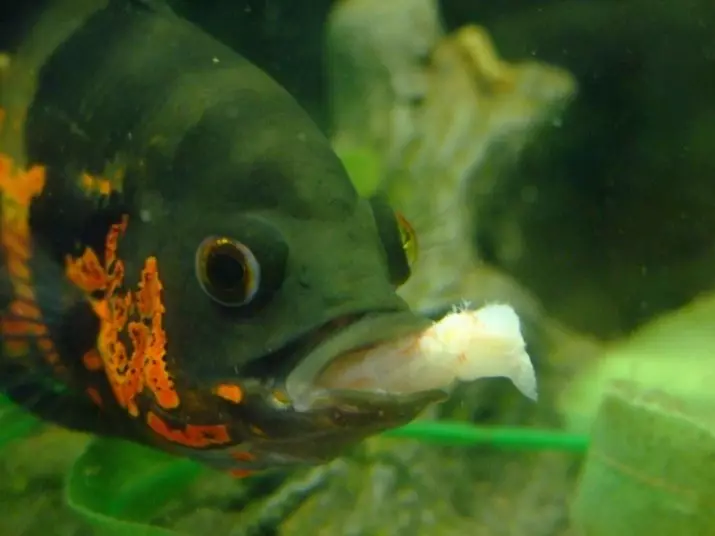 Зэрлэг аквариум загас (27 зураг): Aquarium-ийн загасны махчин амьтдын махчин амьтдын тодорхойлолт. Тэднийг хэрхэн өсгөх, юу хооллох вэ? 22290_24