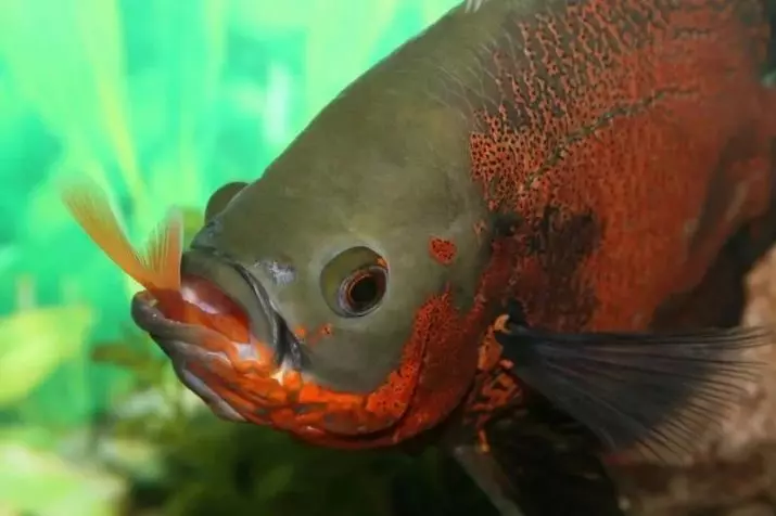 Зэрлэг аквариум загас (27 зураг): Aquarium-ийн загасны махчин амьтдын махчин амьтдын тодорхойлолт. Тэднийг хэрхэн өсгөх, юу хооллох вэ? 22290_27