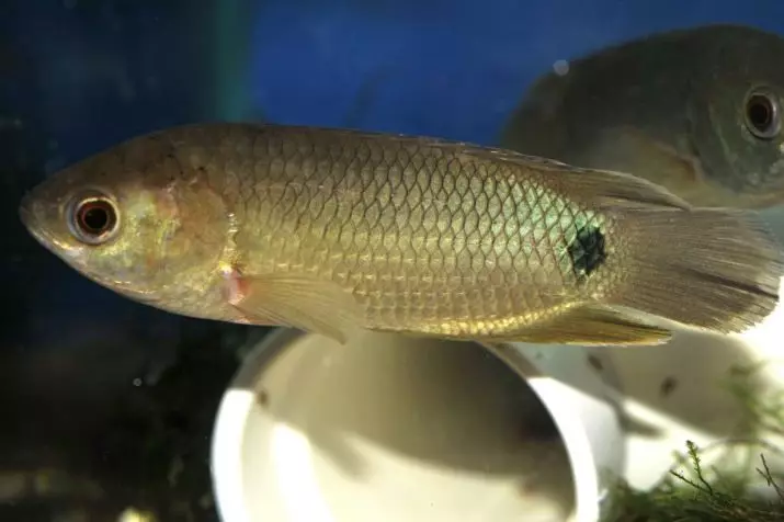 ماهی آکواریوم شکارچی (27 عکس): شرح شکارچیان ماهی برای آکواریوم. چگونه آنها را بالا ببریم و چه چیزی را تغذیه کنیم؟ 22290_5