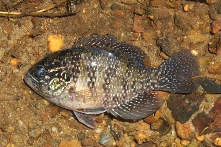 Iasc aquarium chreiche (27 grianghraf): Cur síos ar chreachadóirí éisc le haghaidh aquarium. Conas iad a ardú agus cad a bheathaíonn tú? 22290_8