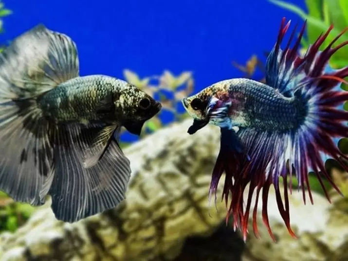 Melo ni ọdun melo ni ẹja agbọn? 9 Fọto melo ni o ti le gbe ni Aquarium? Kini o kan ireti igbesi aye? 22291_5