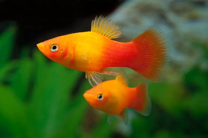 Caramel's Ternation (24 nuotraukos): Akvariumo žuvų kiekis ir priežiūra. Kaip atskirti moterį nuo vyrų? Kas vyksta žuvims akvariume? Aprašymas ir praskiedimas 22295_11