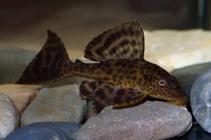 Caramel's Ternation (24 nuotraukos): Akvariumo žuvų kiekis ir priežiūra. Kaip atskirti moterį nuo vyrų? Kas vyksta žuvims akvariume? Aprašymas ir praskiedimas 22295_12