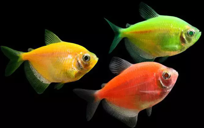 Caramel's Pernation (24 fotó): Az akváriumi halak tartalma és gondozása. Hogyan lehet megkülönböztetni egy nőt a férfiból? Ki az akváriumban halászik együtt? Leírás és hígítás 22295_2