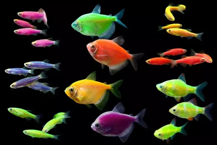 Карамелова термина (24 фотографије): Садржај акваријумских риба и брига за то. Како разликовати женку од мушкараца? Ко се снима риба у акваријуму? Опис и разблаживање 22295_4