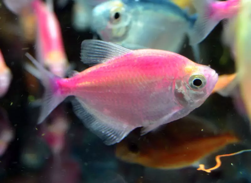 Caramel's Ternation (24 fotoattēli): Aquarium zivju saturs un rūpēties par to. Kā atšķirt sieviešu no vīrieša? Kas kopā ar zivīm akvārijā? Apraksts un atšķaidīšana 22295_8
