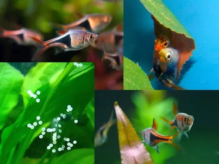 Pardoseli (19 fotografii): Conținutul heteromorfilor, Peștele de acvariu în formă de pană 22296_19