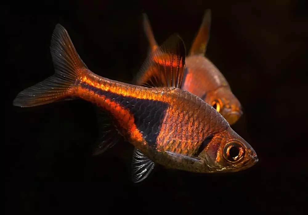 Pardoseli (19 fotografii): Conținutul heteromorfilor, Peștele de acvariu în formă de pană 22296_4