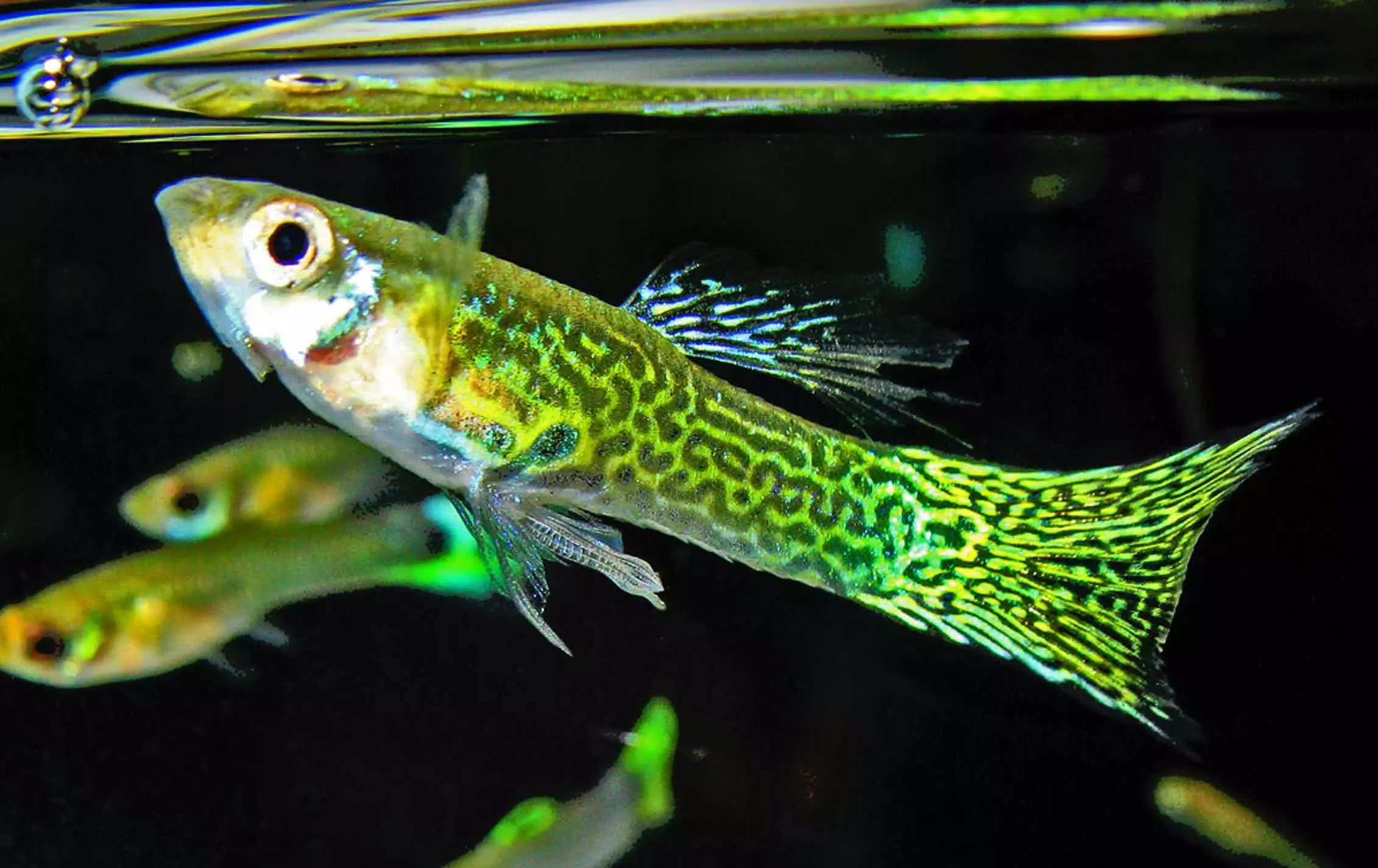 Sut i wahaniaethu rhwng y guppy benywaidd o'r gwryw? 9 Lluniau nodweddion merched merched o fechgyn. Sut maen nhw'n edrych? Sut i benderfynu ar y llawr yn ôl ymddygiad? 22298_3