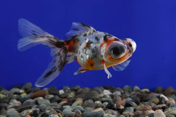 Fish 망원경 (36 장 사진) : 검은 색과 금색의 수족관 물고기의 내용의 특징, 수족관을 치료하는 기초. 그런 물고기는 누구이며 얼마나 살고 있습니까? 22300_10