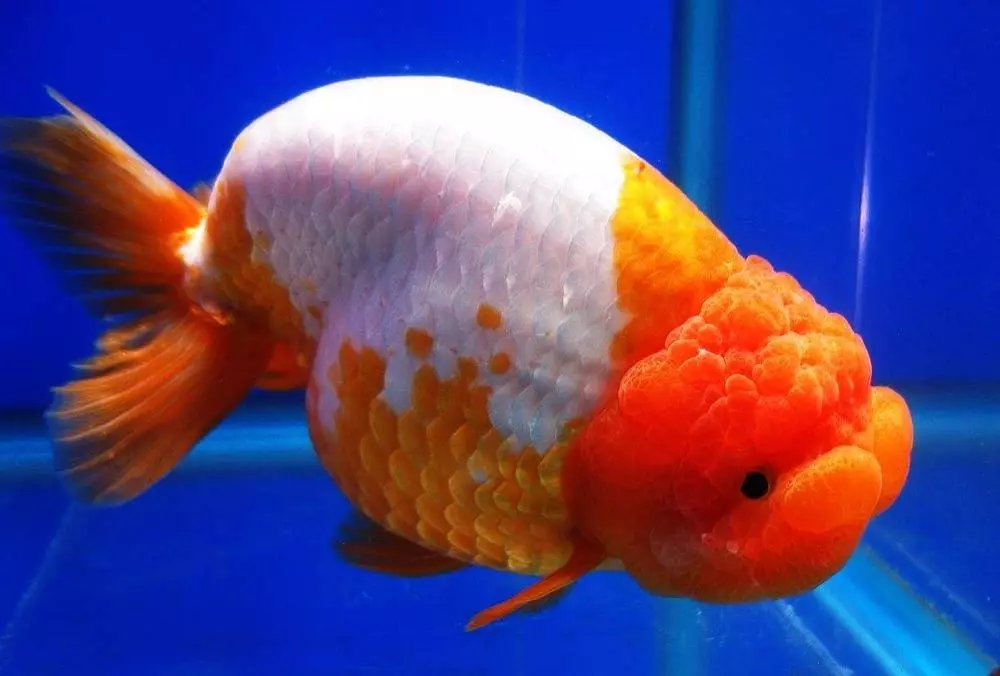 Рибен телескоп (36 фотографии): Карактеристики на содржината на аквариум риба на црни и златни бои, основите на грижа за аквариум. Кои се такви риби и колку живеат? 22300_11