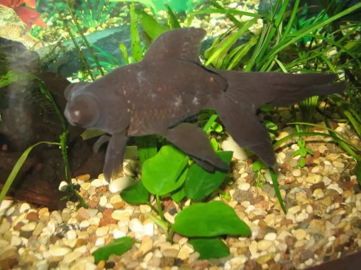 Фисх Телесцопе (36 фотографија): Карактеристике садржаја акваријумске рибе црне и златне боје, основе бриге за акваријум. Ко су такве рибе и колико живе? 22300_17