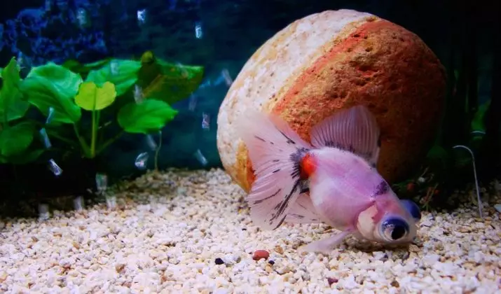 مچھلی دوربین (36 فوٹو): سیاہ اور سونے کے رنگوں کی ایکویریم مچھلی کی خصوصیات، ایکویریم کی دیکھ بھال کی بنیادی باتیں. اس طرح کی مچھلی کون ہیں اور وہ کتنی رہتے ہیں؟ 22300_2