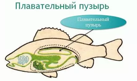 Фисх Телесцопе (36 фотографија): Карактеристике садржаја акваријумске рибе црне и златне боје, основе бриге за акваријум. Ко су такве рибе и колико живе? 22300_27