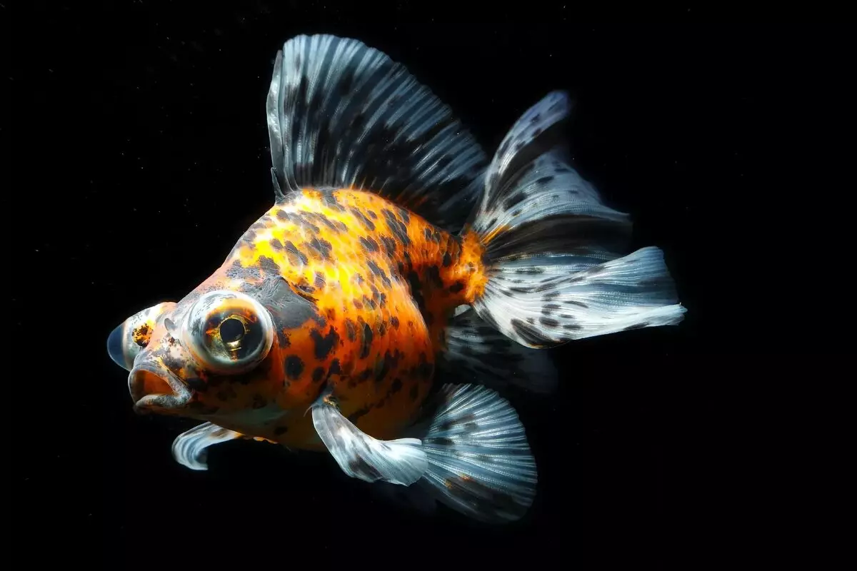 Fish Telescope (36 bilder): Funktioner av innehållet i akvariefisk av svarta och guldfärger, grunderna för vård för akvarium. Vem är sådan fisk och hur mycket bor de? 22300_3